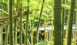 都没竹最新爆料,揭秘娱乐圈不为人知的秘密