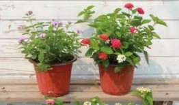 重庆口罩爆料事件视频最新,揭露背后的真相与争议